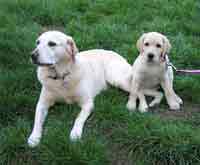 Allie the big dog, and Cressida, the Canine Companions For Independence puppy-in-Training.